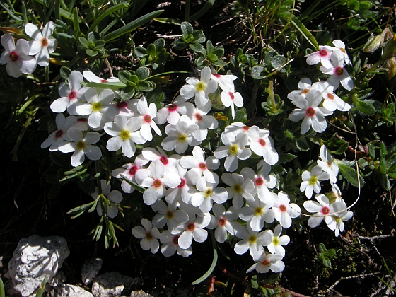Androsace villosa /Androsace appenninica